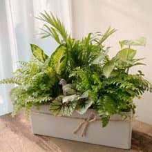 斑馬森林 室內觀葉植物 開幕植栽 森林系植栽