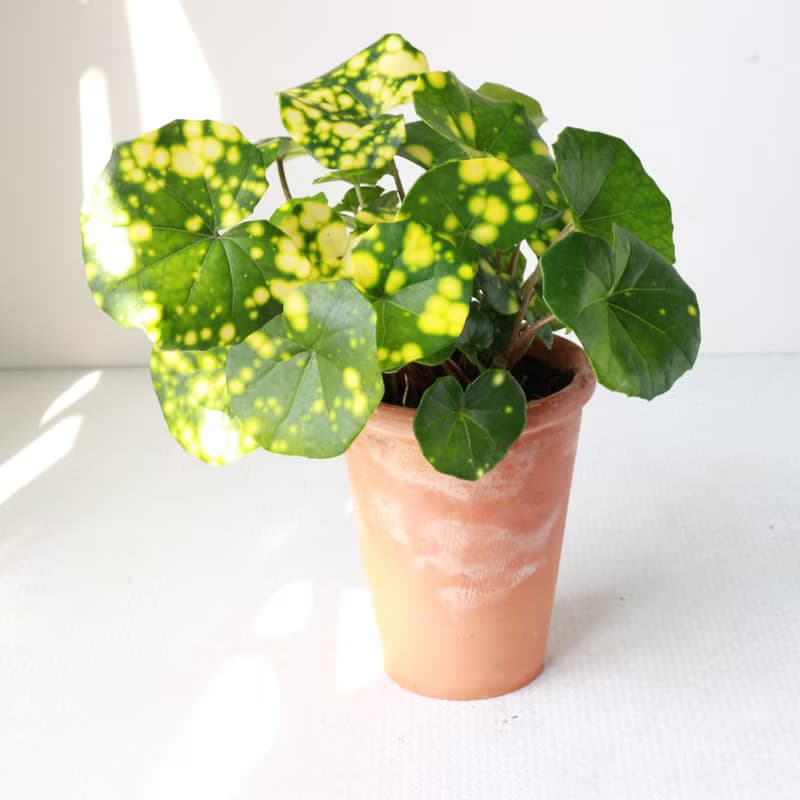 星點山菊 l 植栽 盆栽 (中盆) 室內植物 辦公室盆栽  開幕盆栽