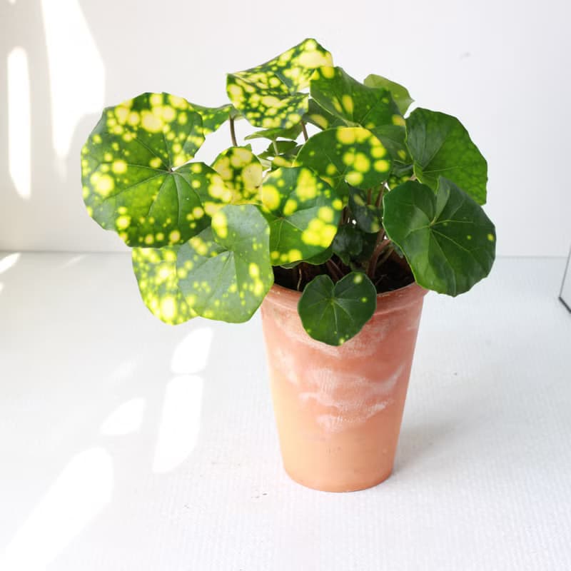 星點山菊 l 植栽 盆栽 (中盆) 室內植物 辦公室盆栽  開幕盆栽