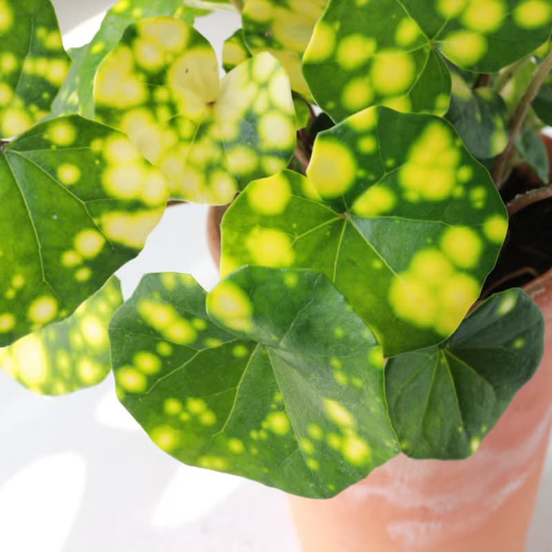 星點山菊 l 植栽 盆栽 (中盆) 室內植物 辦公室盆栽  開幕盆栽
