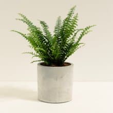 波士頓腎蕨│泥作系列│福所栽