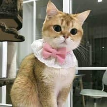 Ella Wang Design Lolita Bowtie 寵物 蕾絲 領結 蝴蝶結 羅莉