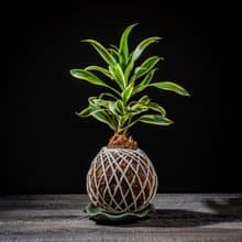 百合竹苔球 苔球植物 苔玉 適合室內植物 辦公室植物 交換禮物