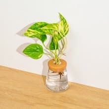 黃金甲黃金葛 三角水耕盆栽 室內植物 觀葉植物 禮物 水培