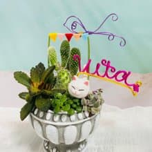 【快速出貨】 多肉組盆新手入門 辦公室熱門小盆栽 2吋復古冠軍杯