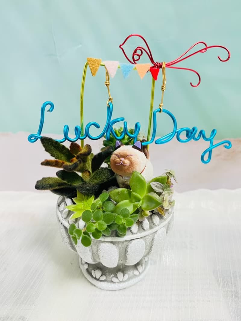 【快速出貨】 多肉組盆新手入門 辦公室熱門小盆栽 2吋復古冠軍杯