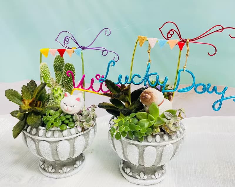 【快速出貨】 多肉組盆新手入門 辦公室熱門小盆栽 2吋復古冠軍杯