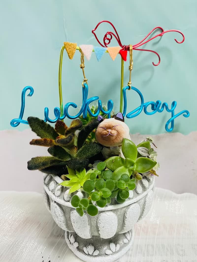 【快速出貨】 多肉組盆新手入門 辦公室熱門小盆栽 2吋復古冠軍杯