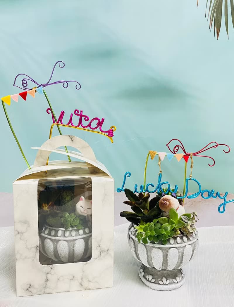 【快速出貨】 多肉組盆新手入門 辦公室熱門小盆栽 2吋復古冠軍杯