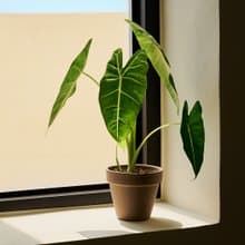 絨葉觀音蓮 | 室內植栽 觀葉植物 辦公室盆栽