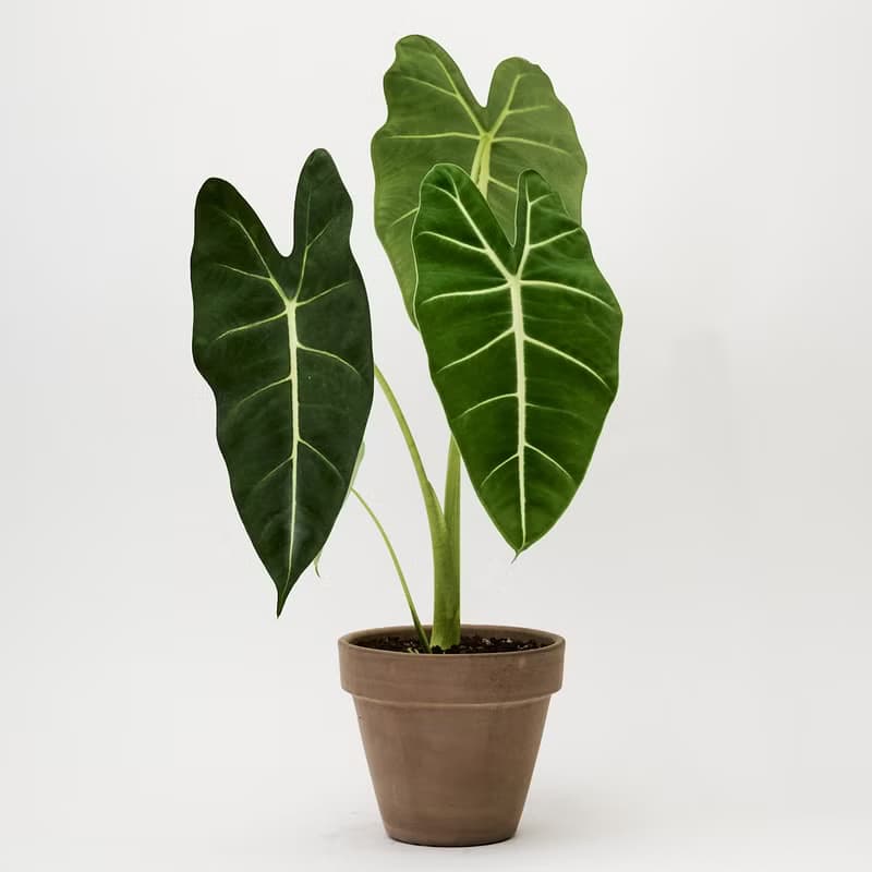 絨葉觀音蓮 | 室內植栽 觀葉植物 辦公室盆栽