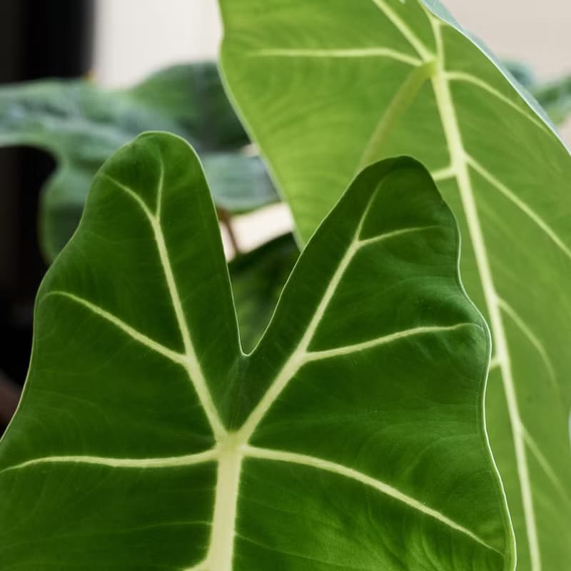 絨葉觀音蓮 | 室內植栽 觀葉植物 辦公室盆栽