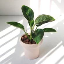 植栽 盆栽 l 柏金蔓綠絨 冰淇淋杯盆器  貴婦氣質植物  強散光