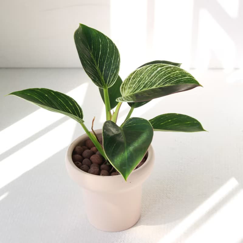植栽 盆栽 l 柏金蔓綠絨 冰淇淋杯盆器  貴婦氣質植物  強散光