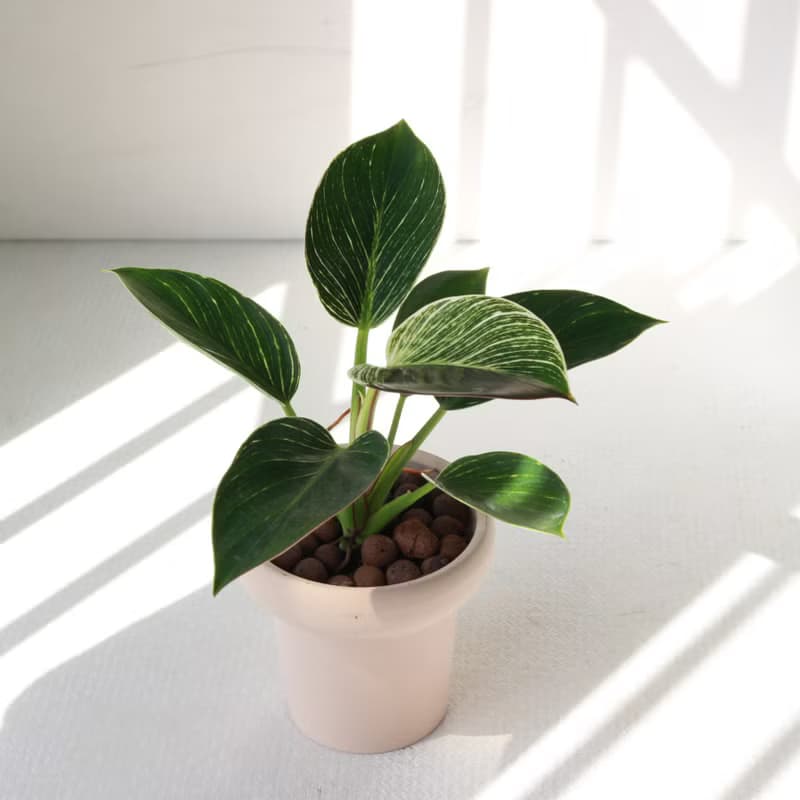 植栽 盆栽 l 柏金蔓綠絨 冰淇淋杯盆器  貴婦氣質植物  強散光