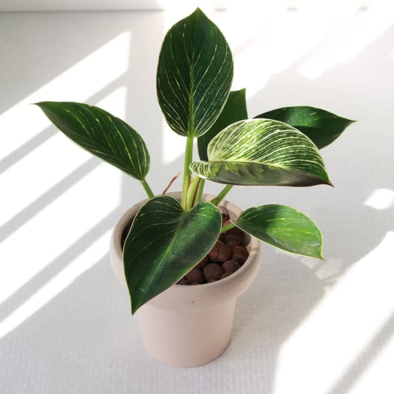 植栽 盆栽 l 柏金蔓綠絨 冰淇淋杯盆器  貴婦氣質植物  強散光