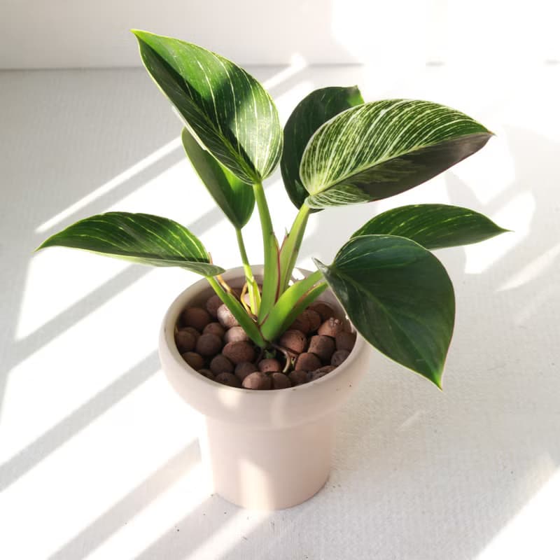 植栽 盆栽 l 柏金蔓綠絨 冰淇淋杯盆器  貴婦氣質植物  強散光