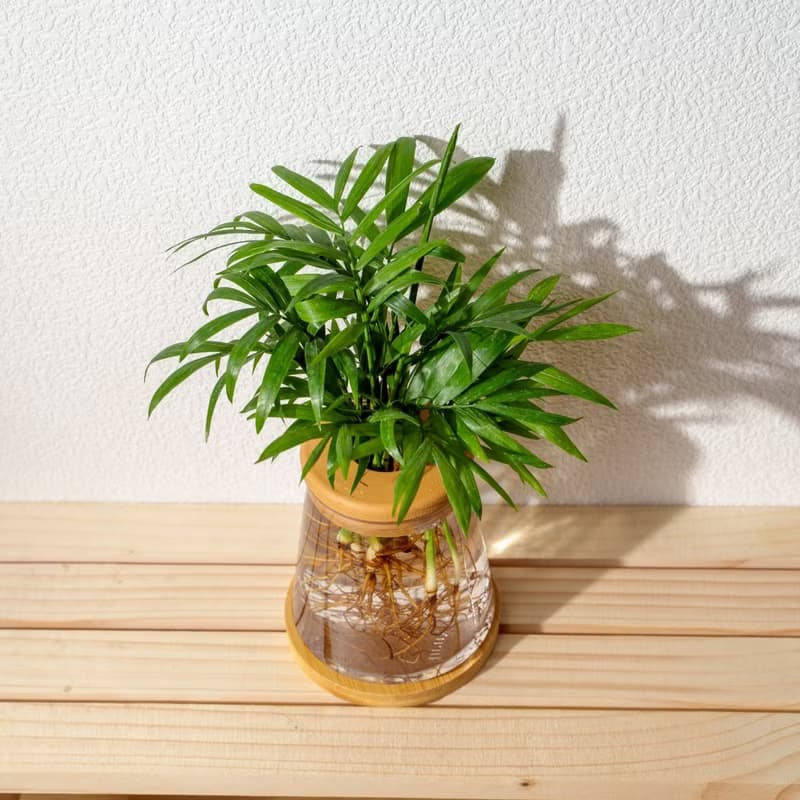 袖珍椰子 三角水耕盆栽 室內植物 觀葉植物 禮物 水培