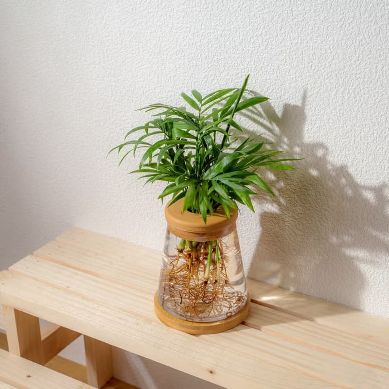 袖珍椰子 三角水耕盆栽 室內植物 觀葉植物 禮物 水培