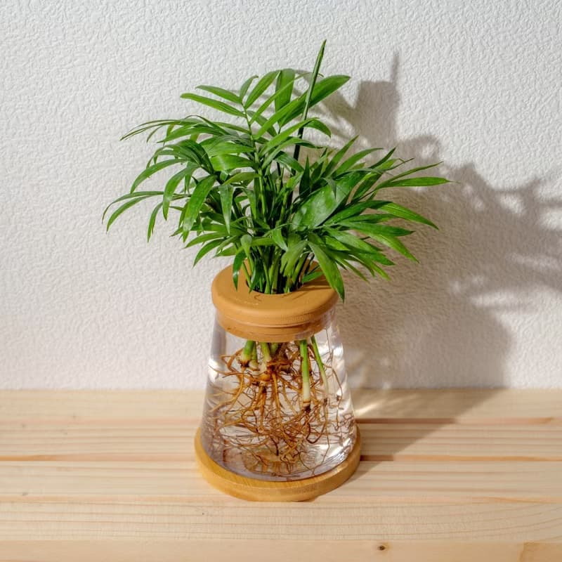 袖珍椰子 三角水耕盆栽 室內植物 觀葉植物 禮物 水培