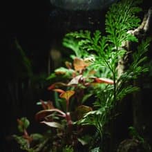【生態缸－艷紅色的低語】微景觀 室內植栽 禮物 辦公室擺設