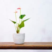 【室內盆栽】迷你粉紅火鶴 觀葉植物 植栽 開幕送禮 升遷送禮