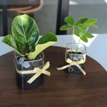 水培植栽│2024慶新年 幸運鐵樹_室內植物 辦公室盆栽 植栽盆栽