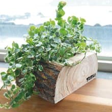 樟木 . 花器 (單盆)--(不包含植物)