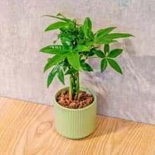 馬拉巴栗 莫蘭迪色系直紋陶盆 室內植物 觀葉植物 禮物 盆栽