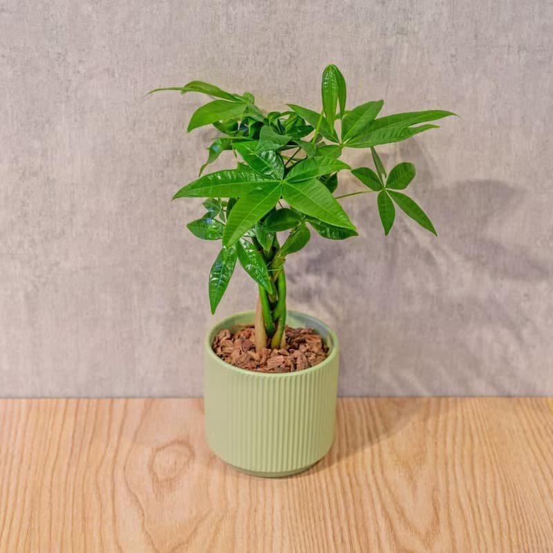 馬拉巴栗 莫蘭迪色系直紋陶盆 室內植物 觀葉植物 禮物 盆栽