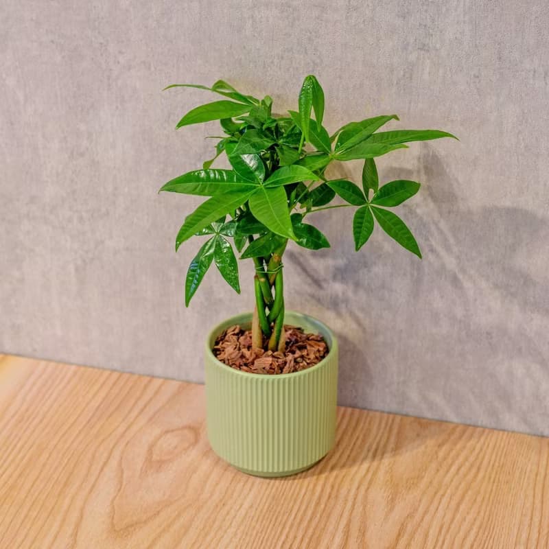 馬拉巴栗 莫蘭迪色系直紋陶盆 室內植物 觀葉植物 禮物 盆栽