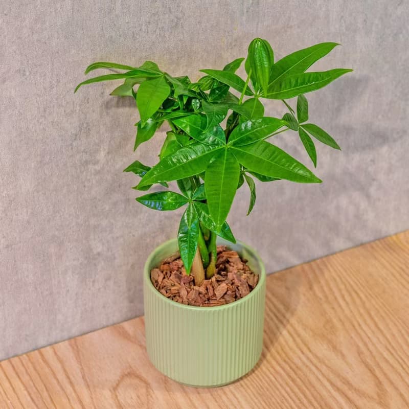 馬拉巴栗 莫蘭迪色系直紋陶盆 室內植物 觀葉植物 禮物 盆栽