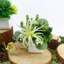 多肉盆栽 / 空氣鳳梨 / 擬真植栽 / 香氛植栽 / 綠化環境