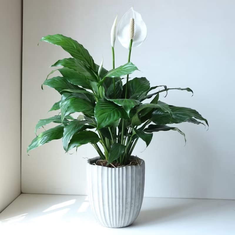 植栽 盆栽 l 白鶴芋 低調高雅大方送禮 室內植物 辦公室盆栽