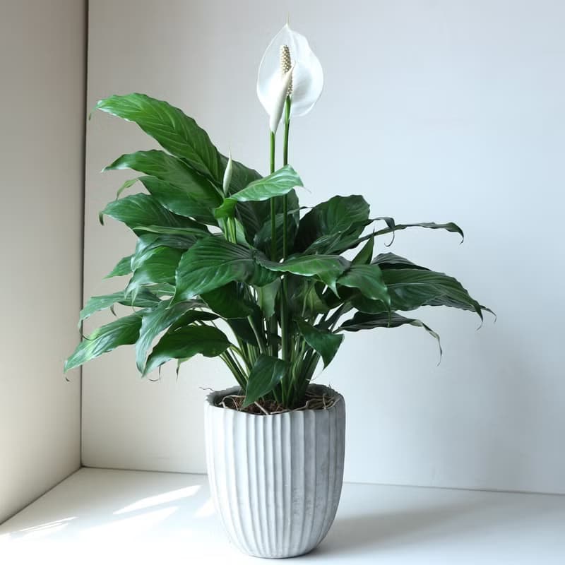 植栽 盆栽 l 白鶴芋 低調高雅大方送禮 室內植物 辦公室盆栽