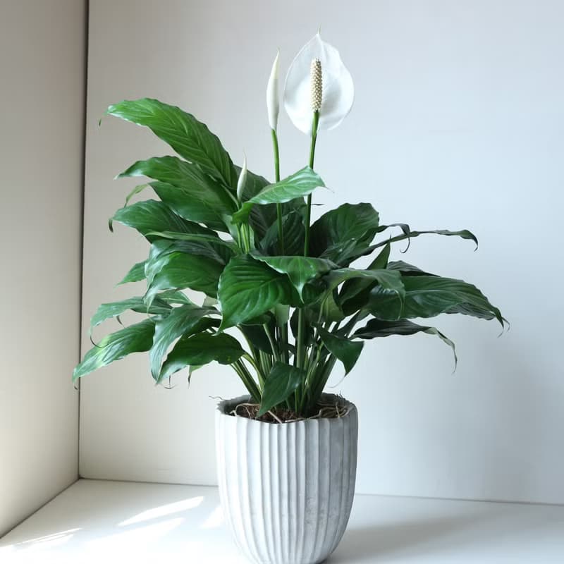 植栽 盆栽 l 白鶴芋 低調高雅大方送禮 室內植物 辦公室盆栽