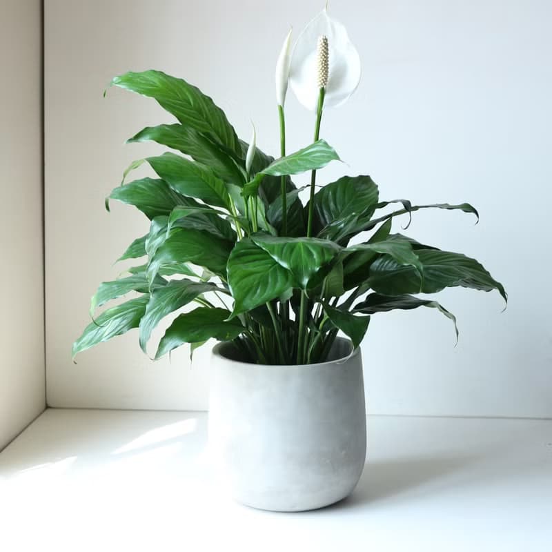 植栽 盆栽 l 白鶴芋 低調高雅大方送禮 室內植物 辦公室盆栽