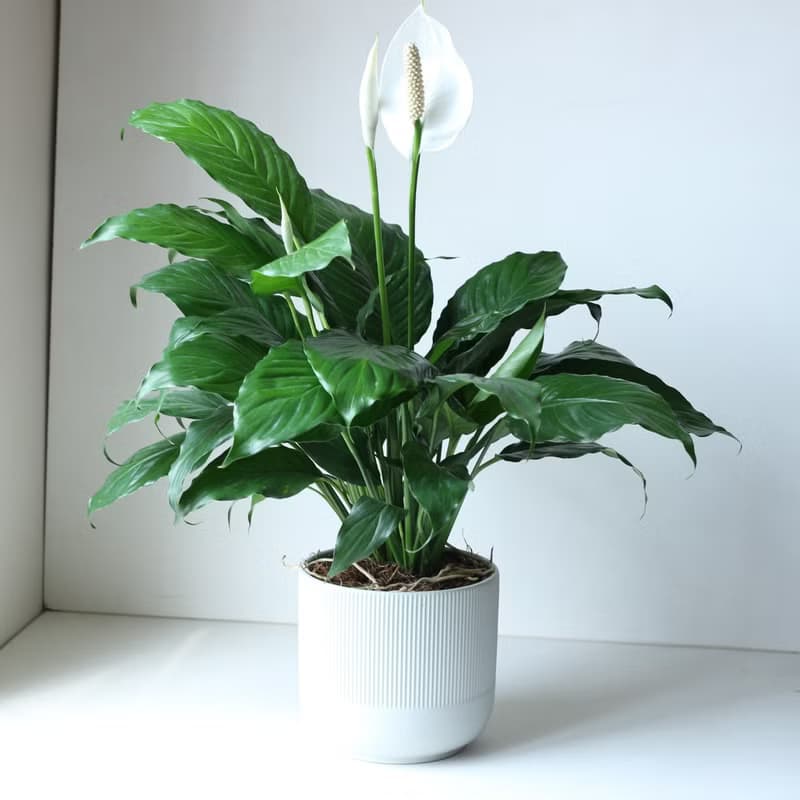 植栽 盆栽 l 白鶴芋 低調高雅大方送禮 室內植物 辦公室盆栽