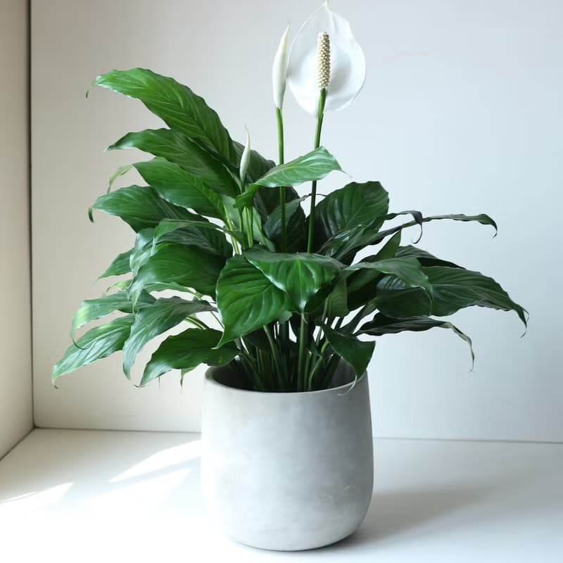 植栽 盆栽 l 白鶴芋 低調高雅大方送禮 室內植物 辦公室盆栽