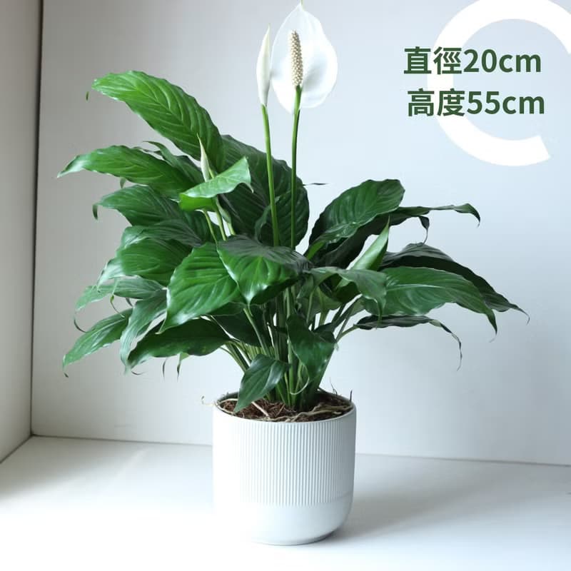 植栽 盆栽 l 白鶴芋 低調高雅大方送禮 室內植物 辦公室盆栽