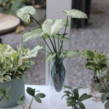 水培植栽│綠精靈合果芋_室內植物 辦公室盆栽 店內擺設