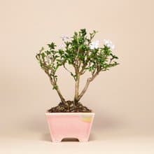 【迷你盆栽】香丁木植栽 雅緻盆栽 送禮推薦 居家擺設
