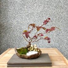 小品盆栽-香楓 盆景