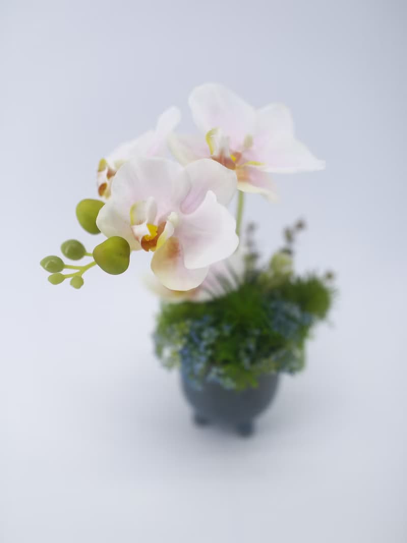 粉蝴蝶蘭日式陶盆香氛花禮/入厝禮/開幕/喬遷/送禮/植栽
