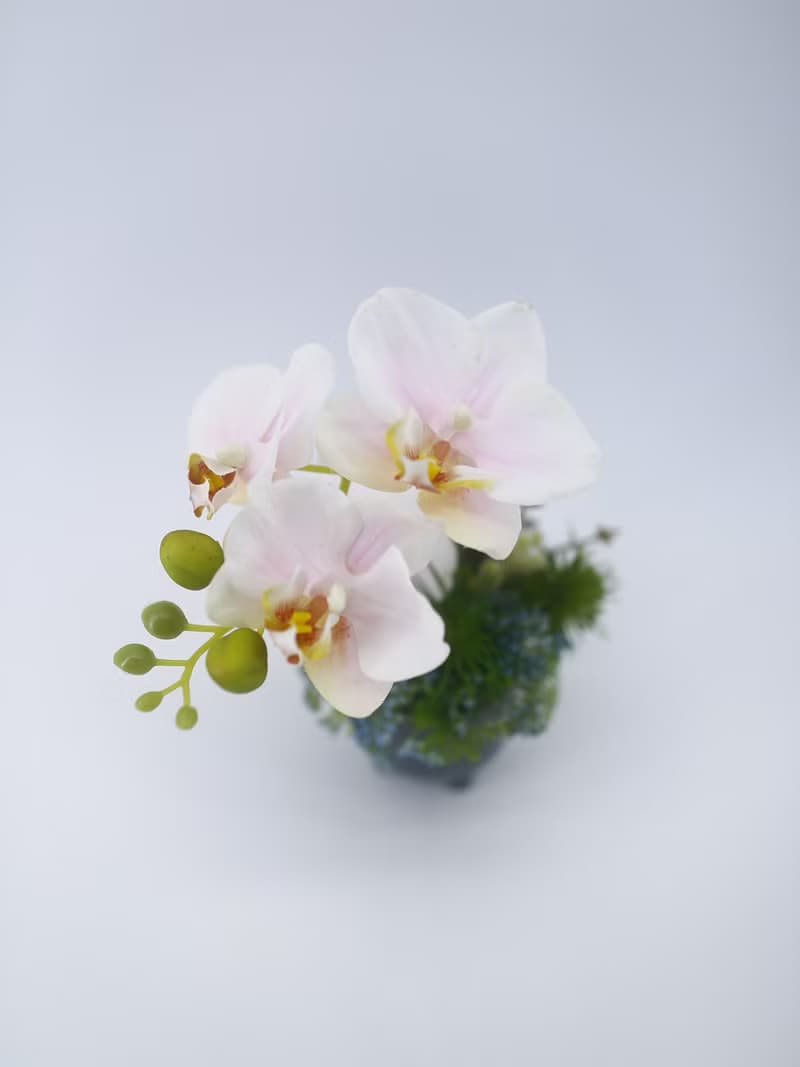 粉蝴蝶蘭日式陶盆香氛花禮/入厝禮/開幕/喬遷/送禮/植栽