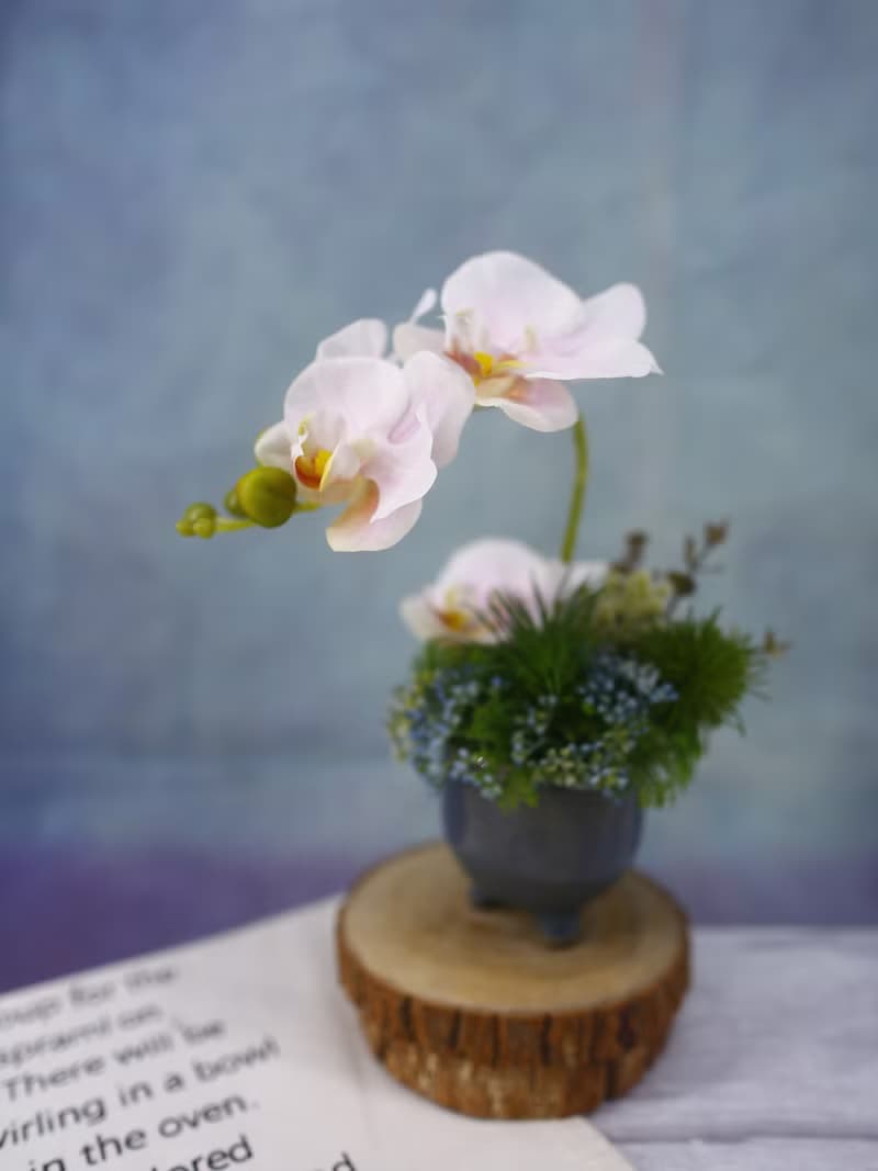 粉蝴蝶蘭日式陶盆香氛花禮/入厝禮/開幕/喬遷/送禮/植栽