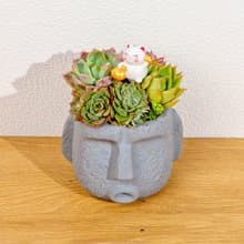 多肉組盆 摩艾水泥盆 桌上型盆栽 開幕送禮 喬遷禮物 植栽 盆栽