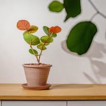 海葡萄摩卡陶盆栽 開幕盆栽推薦