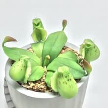 仿生黏土食蟲植物 斑蘋果豬籠草