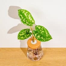 迷彩芋 三角水耕盆栽 室內植物 觀葉植物 禮物 水培